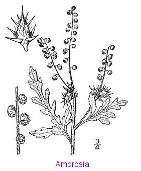 ambrosia acanthicarpa