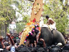 Pooram Elephant