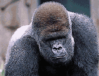 silverback gorilla