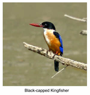 Black-capped Kingfisher