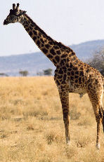 giraffe