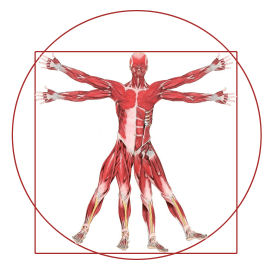 Leonardo's dimensions of man depicted with an anatomy model