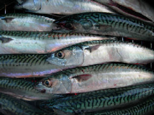 mackerels