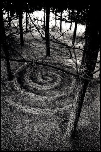 Pine Forest Spiral by Stu Jenks