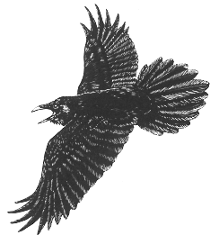 Raven in flight